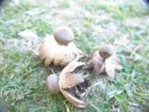 Geastrum-pectinatum-Pers.-DSC02162