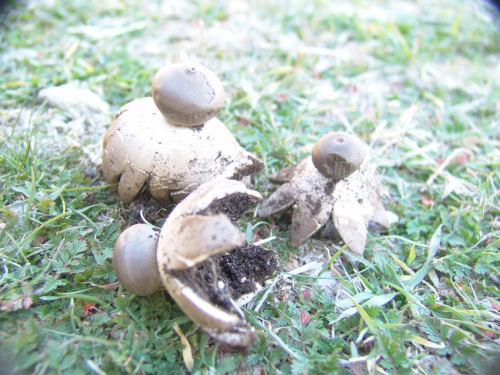 Geastrum-pectinatum-Pers.-DSC02163