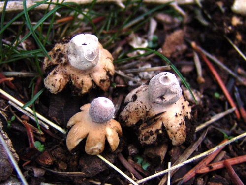 Geastrum-pectinatum-Pers.-DSC05218