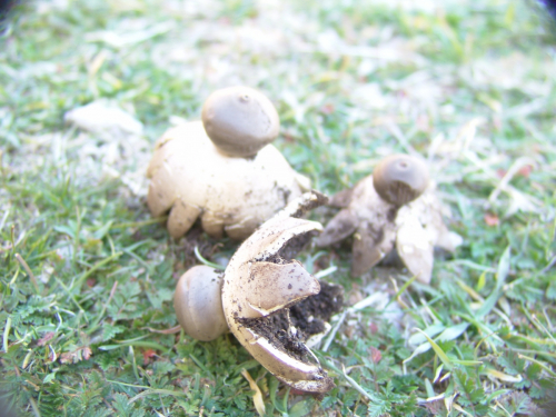 Geastrum-pectinatum-Pers.-DSCi02161