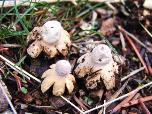 Geastrum-pectinatum-Pers.