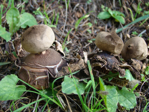 Geastrum-rufescens-Pers-DSC03683