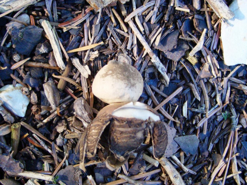 Geastrum-rufescens-Pers.-DSC00136
