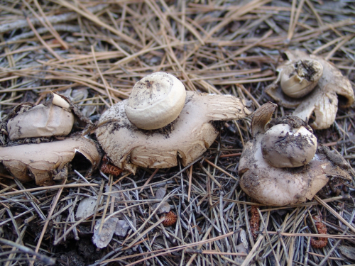 Geastrum-rufescens-Pers.-DSC01777