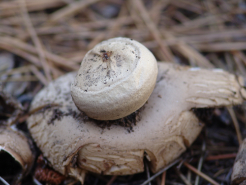 Geastrum-rufescens-Pers.-DSC01778