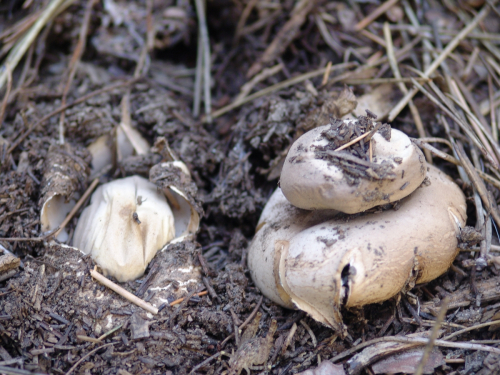 Geastrum-rufescens-Pers.-DSC01779