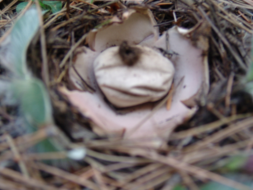 Geastrum-rufescens-Pers.-DSC01792