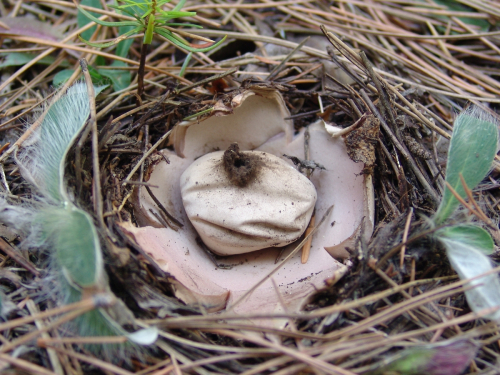 Geastrum-rufescens-Pers.-DSC01793