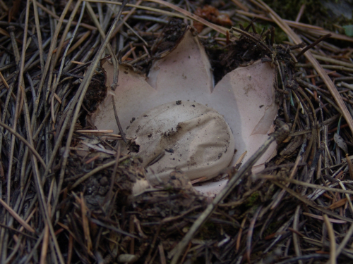 Geastrum-rufescens-Pers.-DSC01794