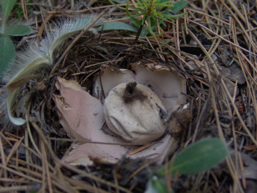 Geastrum-rufescens-Pers.-DSC01795