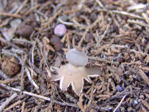 Geastrum-schmidelii-Vittad.-DSC02079