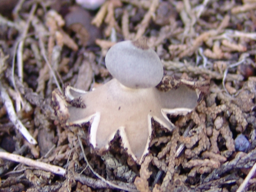 Geastrum-schmidelii-Vittad.-DSC02080
