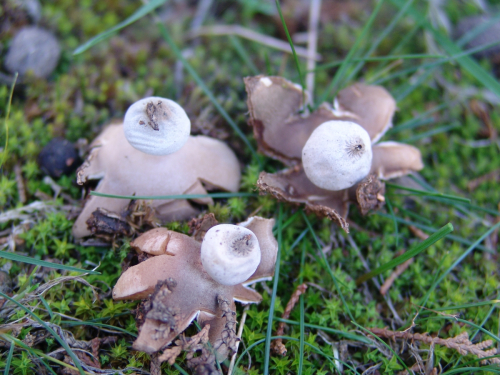 Geastrum-schmidelii-Vittad.-DSC02081
