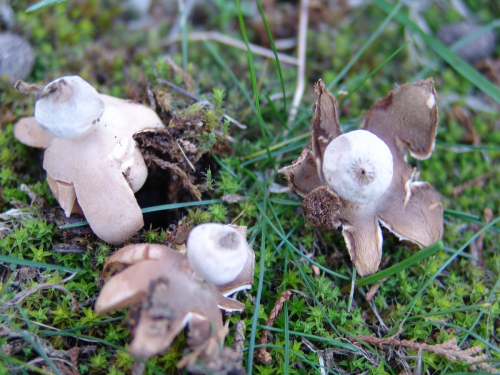 Geastrum-schmidelii-Vittad.-DSC02082