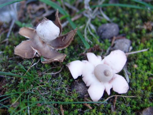 Geastrum-schmidelii-Vittad.-DSC02083
