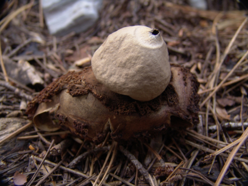 Geastrum-triplex-Jungh.-DSC03399