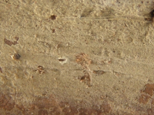 Gloeocystidiellum-luridum-Bres.-Boidin-DSC02377