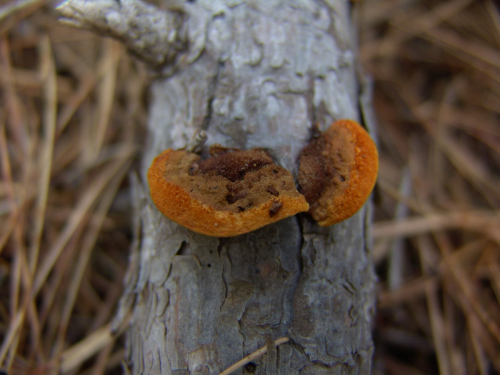 Gloeophyllum-abietinum-Bull.-P.-Karst.-DSC00639