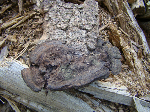Gloeophyllum-abietinum-Bull.-P.-Karst.-DSC01194