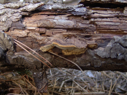 Gloeophyllum-abietinum-Bull.-P.-Karst.-DSC01796