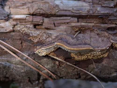 Gloeophyllum-abietinum-Bull.-P.-Karst.-DSC01797