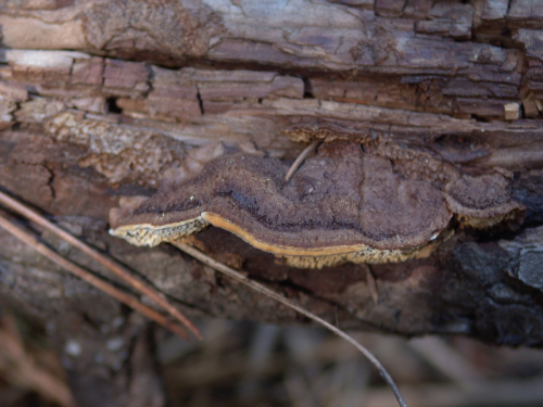 Gloeophyllum-abietinum-Bull.-P.-Karst.-DSC01798