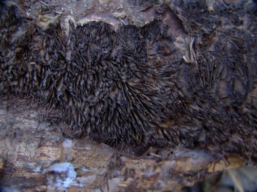 Gloeophyllum-abietinum-Bull.-P.-Karst.-DSC02155