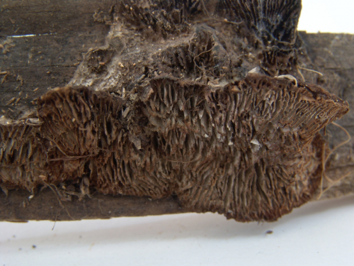 Gloeophyllum-abietinum-Bull.-P.-Karst.-DSC02378