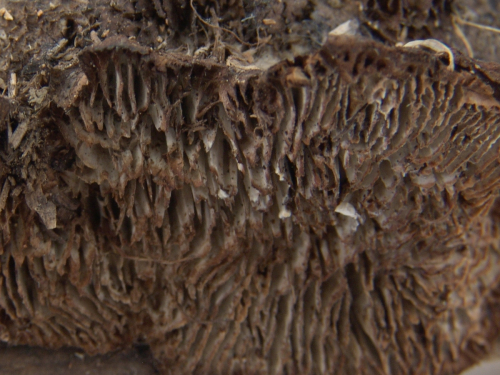 Gloeophyllum-abietinum-Bull.-P.-Karst.-DSC02379