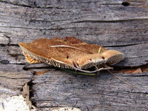 Gloeophyllum-abietinum-Bull.-P.-Karst.-DSC02512