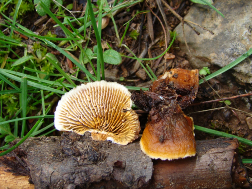 Gloeophyllum-abietinum-Bull.-P.-Karst.-DSC03306