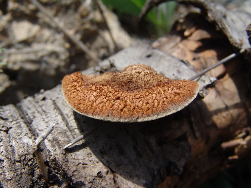Gloeophyllum-abietinum-Bull.-P.-Karst.