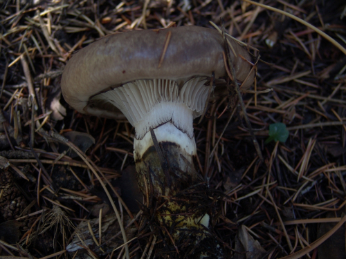 Gomphidius-glutinosus-Schaeff.-Fr.-DSC02009