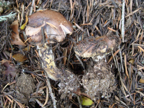 Gomphidius-glutinosus-Schaeff.-Fr.-DSC02683