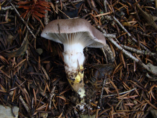 Gomphidius-glutinosus-Schaeff.-Fr.-DSC03377