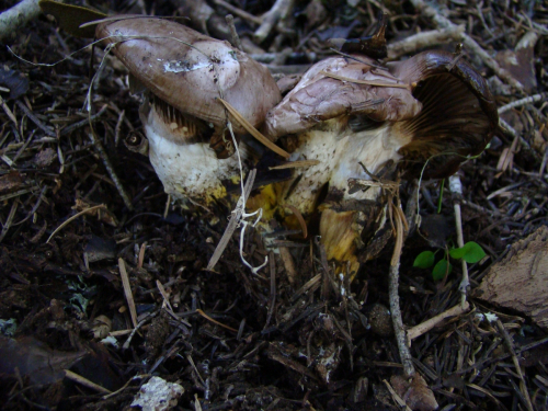 Gomphidius-glutinosus-Schaeff.-Fr.-DSC03588