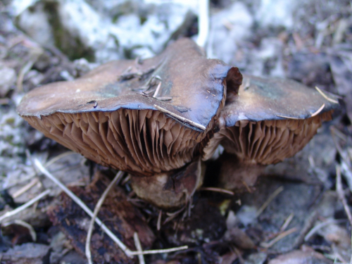 Gomphidius-maculatus-Scop.-Fr.-DSC01876-102