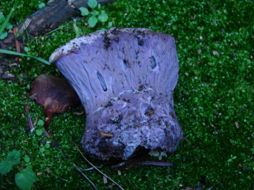 Gomphus-clavatus-Pers.-Gray-DSC00222