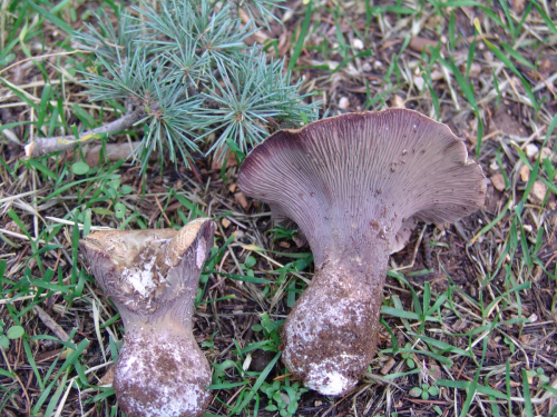 Gomphus-clavatus-Pers.-Gray-DSC02174