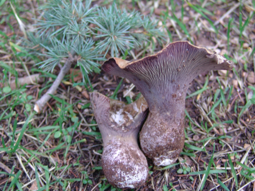 Gomphus-clavatus-Pers.-Gray-DSC02175