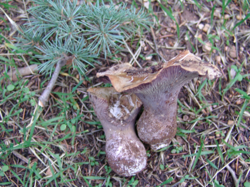 Gomphus-clavatus-Pers.-Gray-DSC02176