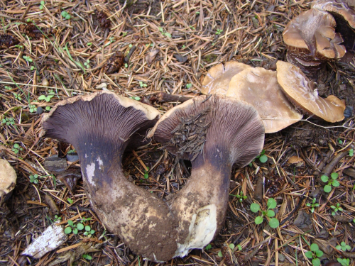 Gomphus-clavatus-Pers.-Gray-DSC03211