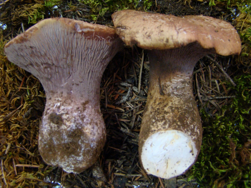Gomphus-clavatus-Pers.-Gray-DSC03464