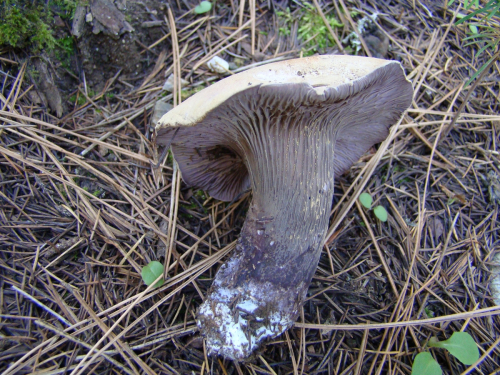 Gomphus-clavatus-Pers.-Gray-DSC03631
