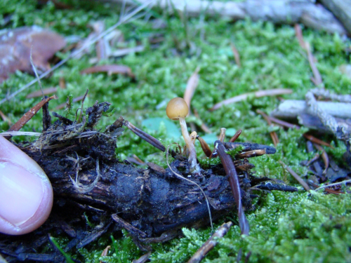 Gymnopilus-penetrans-Fr.-Murrill-DSC00147
