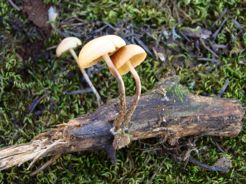 Gymnopilus-penetrans-Fr.-Murrill-DSC00267