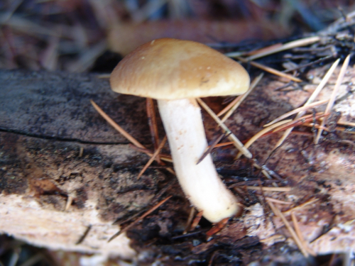 Gymnopilus-penetrans-Fr.-Murrill-DSC01871-97