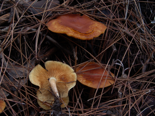 Gymnopilus-penetrans-Fr.-Murrill-DSC03071
