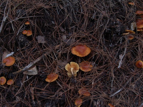 Gymnopilus-penetrans-Fr.-Murrill-DSC03072
