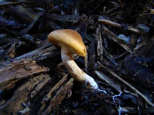 Gymnopilus-penetrans-Fr.-Murrill-DSC03776